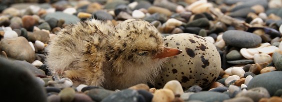 Tern chick wordpress