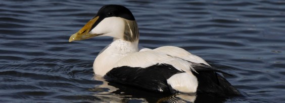 Eider WP