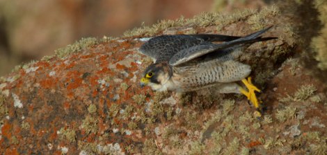 Barbary Falcon