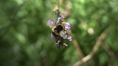 All-Ireland Pollinator Plan